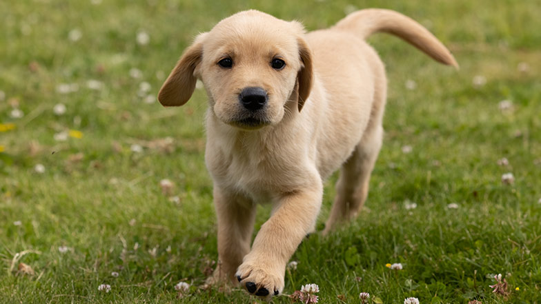 Yellow Labrador guide dog puppy running on grass
