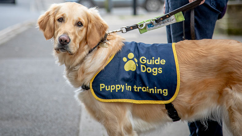 Judy proudly wearing a puppy in training jacket standing on the kerb looking towards camera