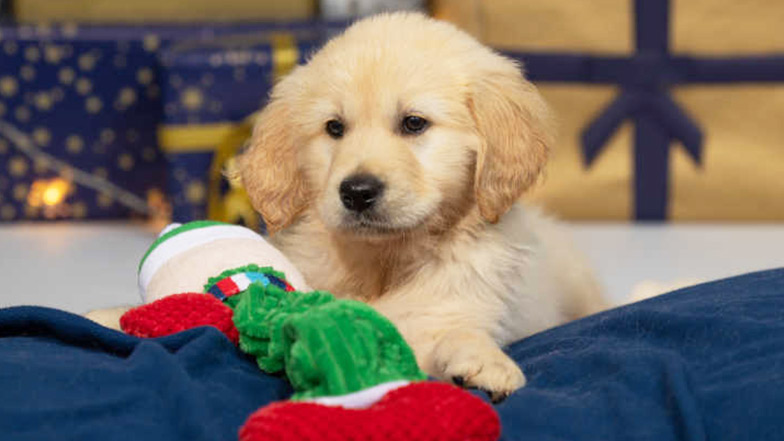 Guide dog puppy Crumble sitting with a Christmas toy in front of a selection of Christmas presents