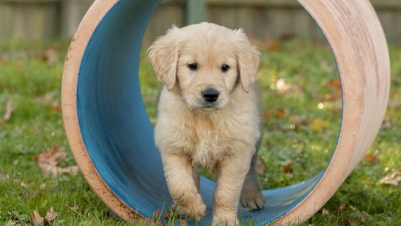 Golden retriever guide dog puppy walking through a large pipe