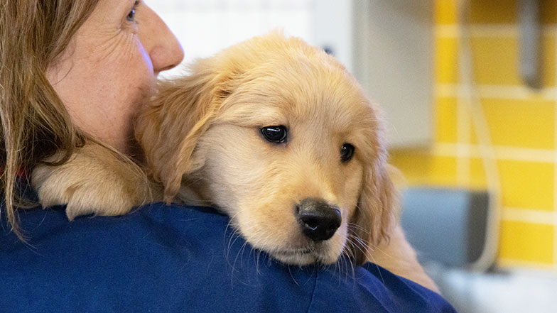 Guide Dogs member of staff holding a guide dog puppy his head on her shoulder