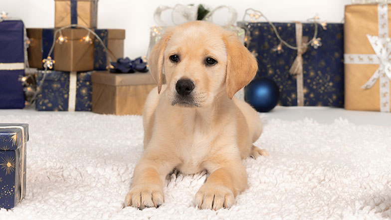 Sponsor pup Merry a Labrador/retriever cross lying down in front of Christmas presents and sparkling lights.