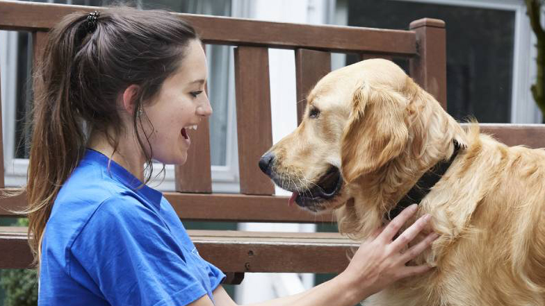 can you pet guide dogs