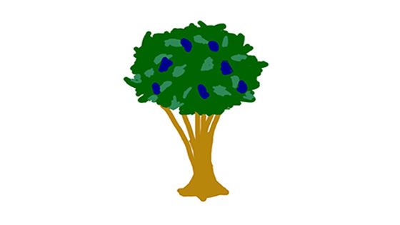 An illustration of a mulberry tree