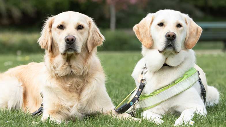 Twoyellow guide dogs sat next to eachother in the spring grass looking to camera