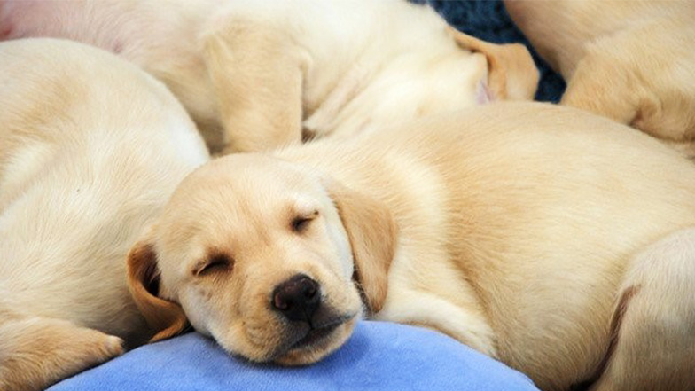yellow labrador puppy sleeps with other puppies cuddled up