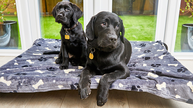 An older labrador puppy and smaller one sit together sharing a bed