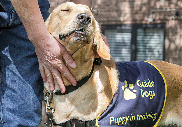 guide dog puppy is happy with its eyes closed and receiving a pat