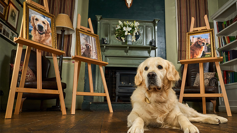 Guide dog dad Pierre, surrounded by painted portraits of his father Trigger who fathered over 300 puppies