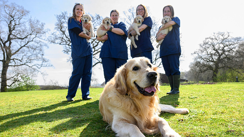 Guide dog dad Trigger surrounded by his latest litter of puppies that he has fathered, all being held by members of staff