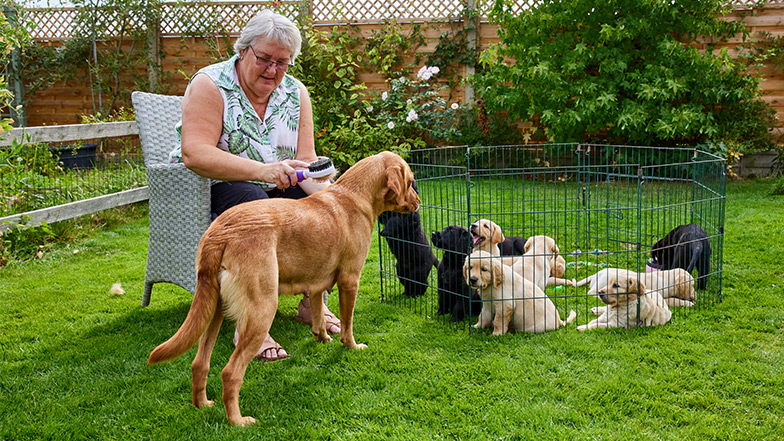 Volunteer breeding dog holder Ruth grooms guide dog mum with her puppies nearby