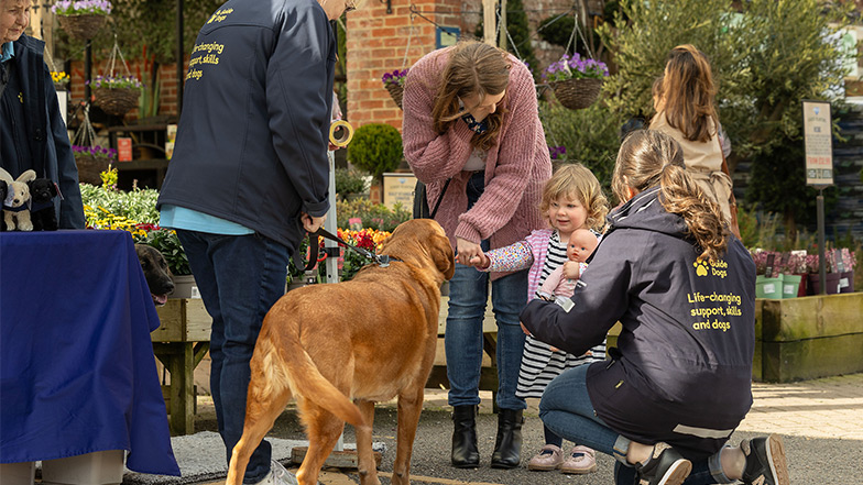 Volunteer fundraisers walk with off duty guide dogs and meet the public