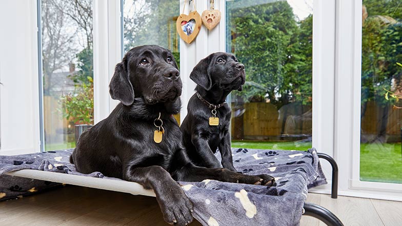 A black Labrador and puppy in a bed in a puppy raiser's home