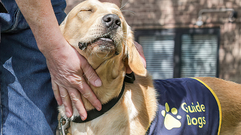 How You Can Help Guide Dogs | Guide Dogs