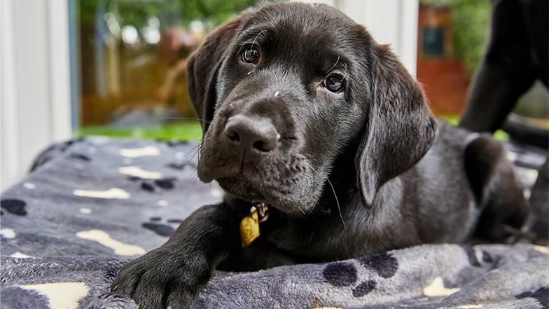 Black labrador guide dog puppy lays on a purple bed looking to the camera
