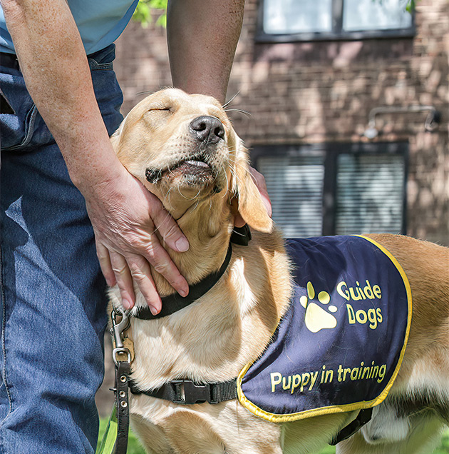 Guide dog puppy closes its eyes happily whilst receiving a pat from volunteer puppy raiser 