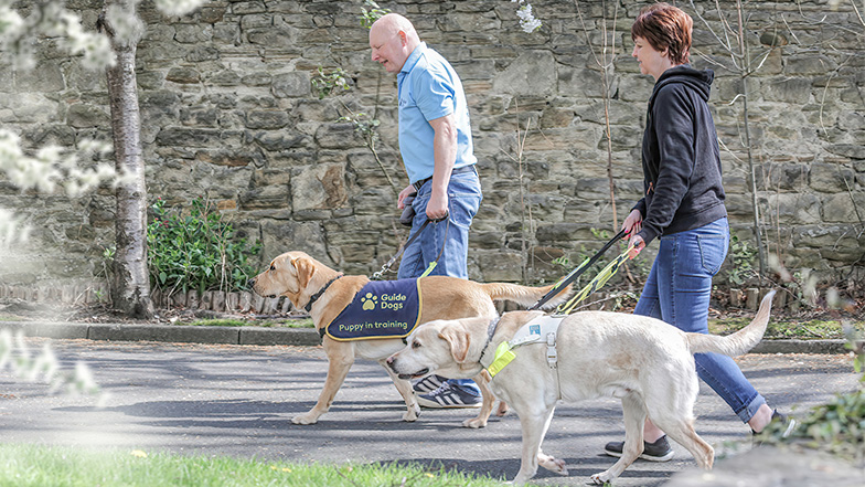 Guide dog puppy in training is being walked by a male volunteer beside a qualified guide dog and female guide dog owner