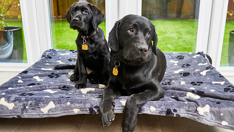 Two black labrador guide dog puppies, one very small, lay side by side