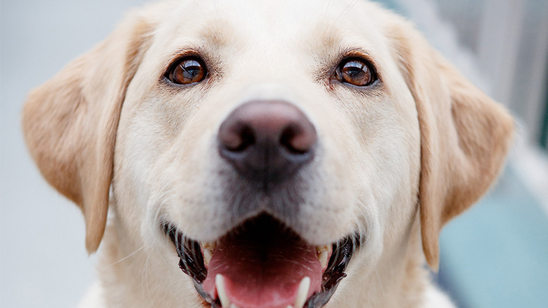 Yellow labrador looks to the camera smiling