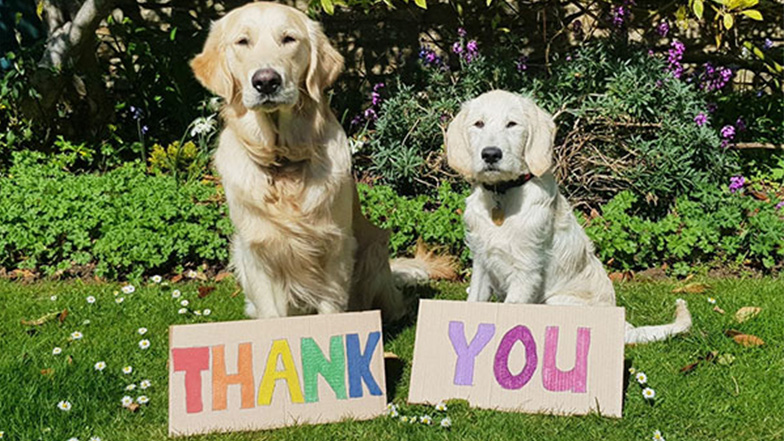 Two yellow labrador puppies sit before a sign that reads thank you in colourful letters