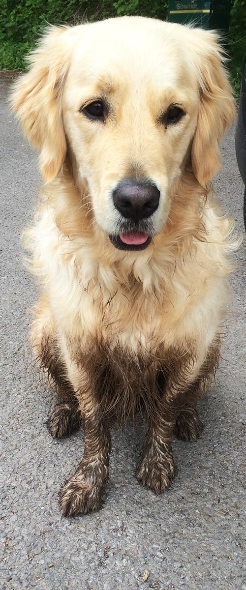Rehomed dog Forbes covered in mud